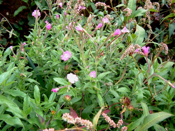 Epilobium hirsutum